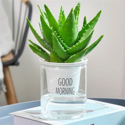 速发Aloe potted indoor plant for removing formaldehyde and p