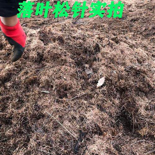 松针腐叶腐殖土兰花植料君子兰专用土绿萝吊兰酸性营养土多肉花土