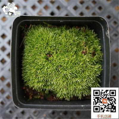 白发藓 DIY 苔藓微景观 生态瓶创意盆栽 鲜活苔藓