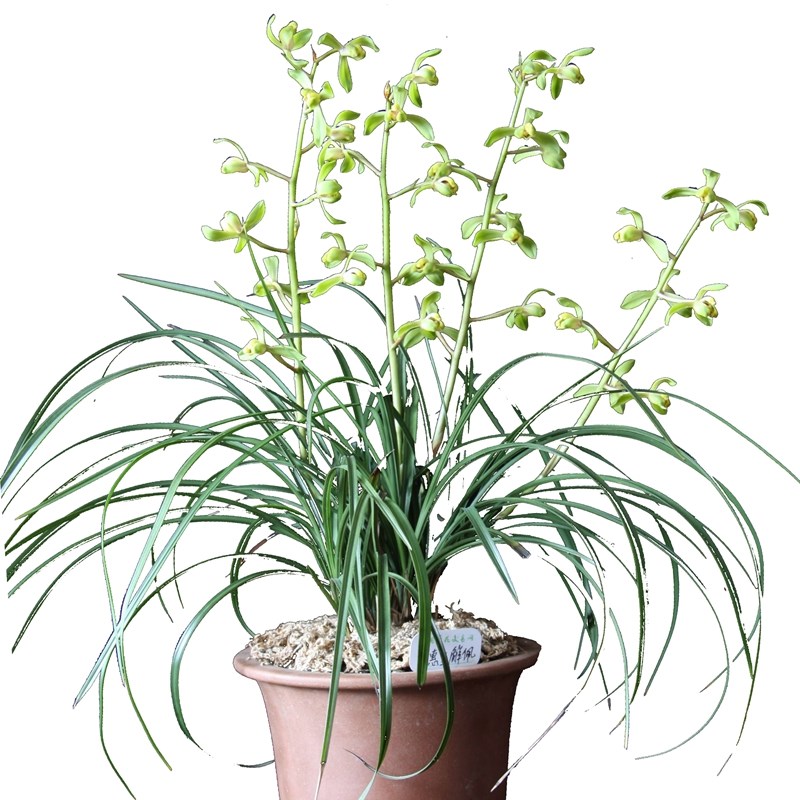 细叶优美蕙兰花苗蕙解佩梅老种兰花卉盆栽阳台客厅浓香老八种