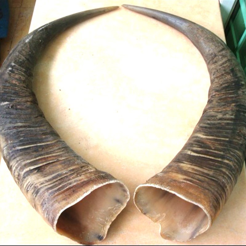 直销新品牛d角原料 天然白水牛角原生一对角材料 号角原料 白水牛