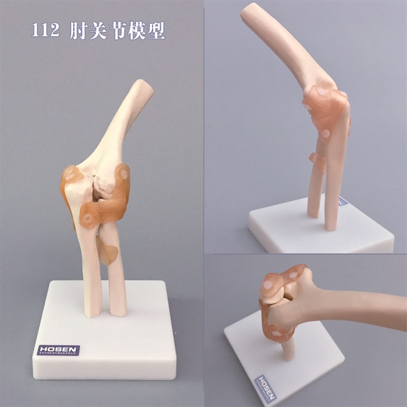 人体关节模型医学骨科教学模具手肘腕脚踝骨骼q肩膝关节髋骨架韧