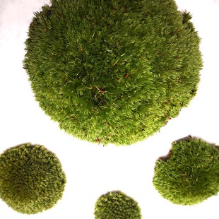 饰 盆栽雨林缸创意diy装 苔藓青苔趣味u微景观造景 新鲜活白发藓