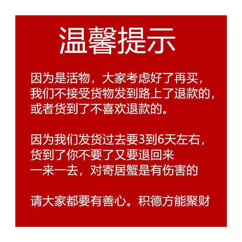 易养宠物网红宠物寄居蟹观赏蟹活物懒人I包活陆生淡水灰白短腕淡