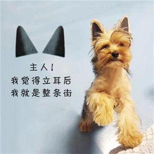 速发柯基鹿犬法牛吉娃娃狗狗立耳贴神器耳朵矫正器小型犬幼犬辅助