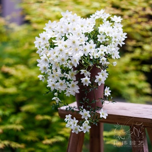 已出花芽 伟伟园艺 常绿铁线莲银币 开花爆盆 精品盆栽阳台花园