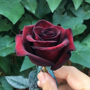 花卉植物月季 黑魔术暗红色玫瑰花大苗大花浓香阳台庭院四季 花盆栽
