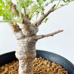 绿阳新意 尼勒达乳香Boswellia neglecta多肉块根植物橄榄乳香