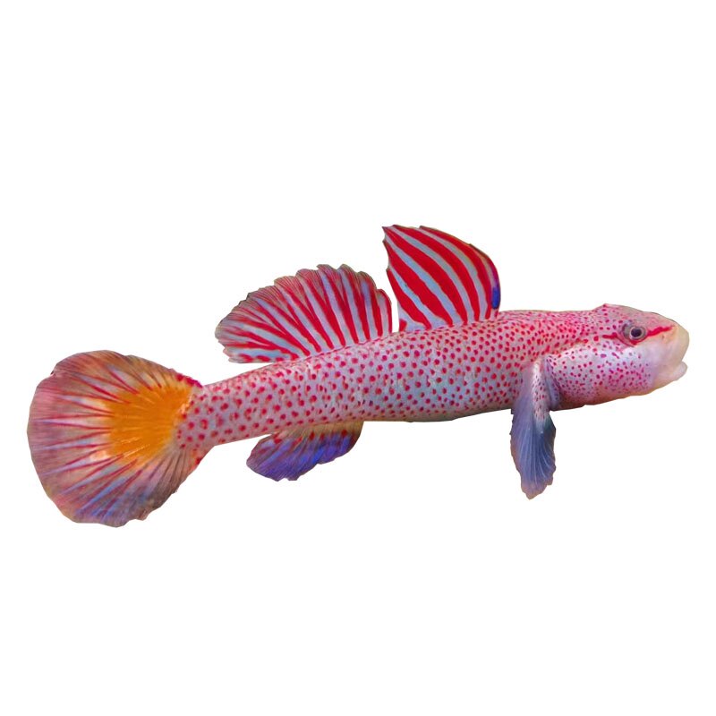 原生鱼冷水鱼 杭州l星条旗虾虎 高帆褐吻 红神农 白边戴氏不加温