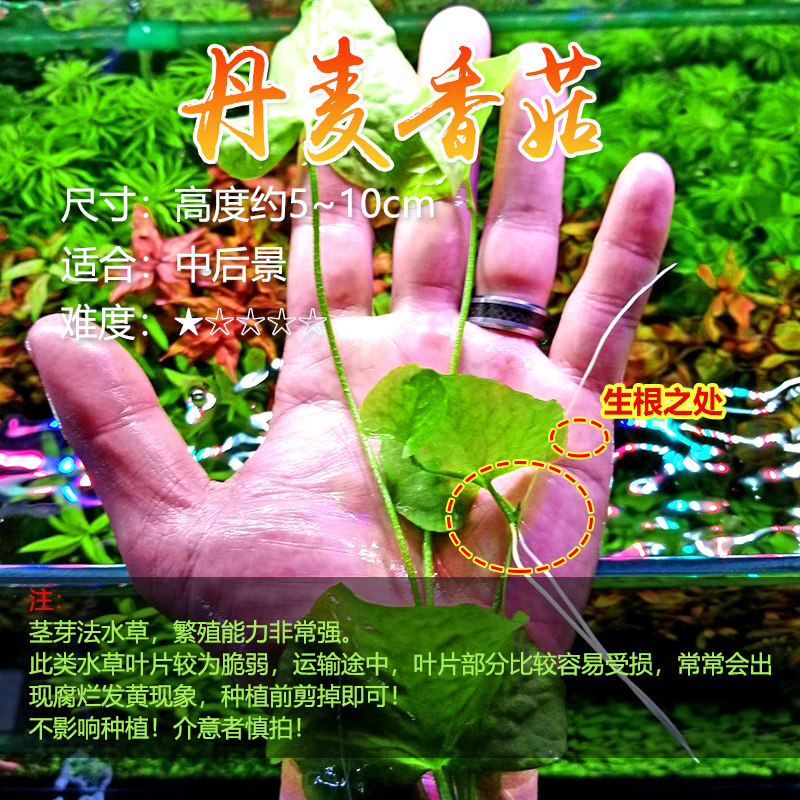 工厂销丹麦大香菇水草p鱼缸中后景造景绿色阴性草丛生经典怀旧真
