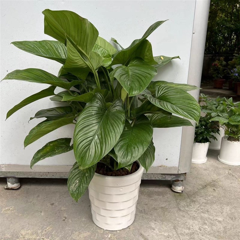 新品厂家绿芙蓉好养活盆栽办公室中型绿植落地走廊过道推荐