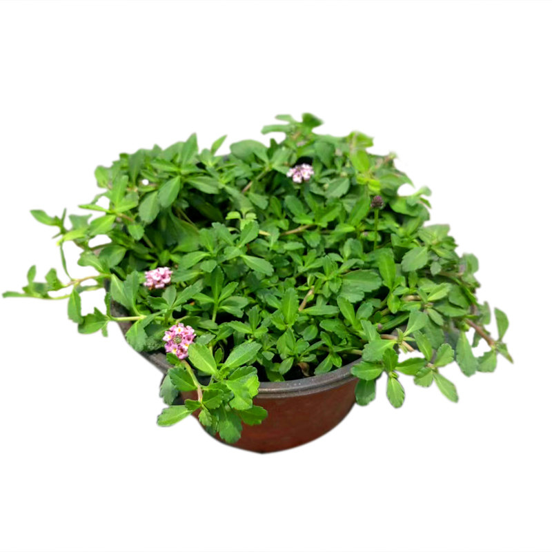 现货速发姬岩垂草盆栽匍匐地被植物草坪庭院别墅花园花期长耐寒热