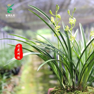 兰花苗 四季 建花带花浓香B好养铁骨素梅室内兰植绿卉盆栽