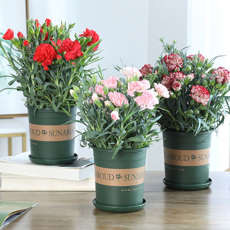 康乃馨盆栽带花苞室内阳台好养的花卉观花植物四季开花不断大