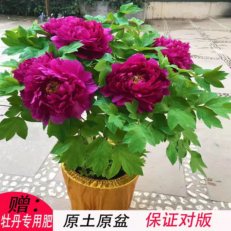 【带花苞】牡丹花苗盆栽植物庭院原盆原土正宗洛阳牡丹王大花树苗