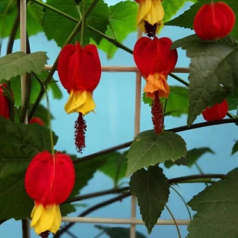 灯笼花苗爬藤蔓性风铃花藤本植物a室内外四季开花好养易活花卉盆