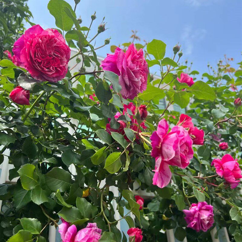 无刺藤本月季伊蕾莎斯特浓香大花爬藤四季开花苗庭院阳台抗病耐晒