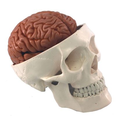 速发人体头骨模型附脑动脉模型骨科医用骷髅头模型骨架模型骨骼模