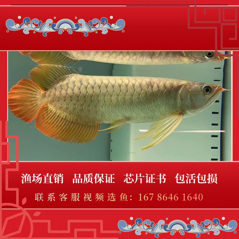 速发活鱼龙鱼幼苗练手印尼红龙鱼观赏鱼鱼苗金头过背辣椒热