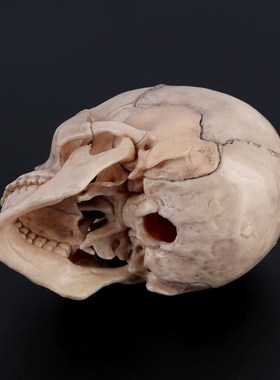 15pcs/set 4D Disassembled Color Skull Anatomical Model Detac