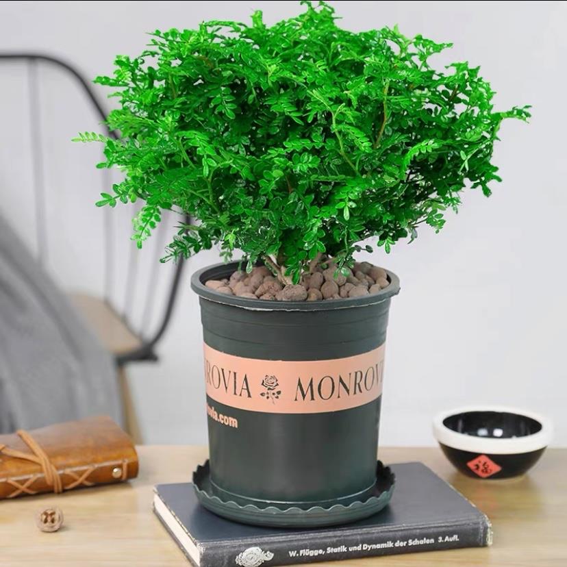 极速basil plants herbs mint rosemary thyme, spices Edible pl