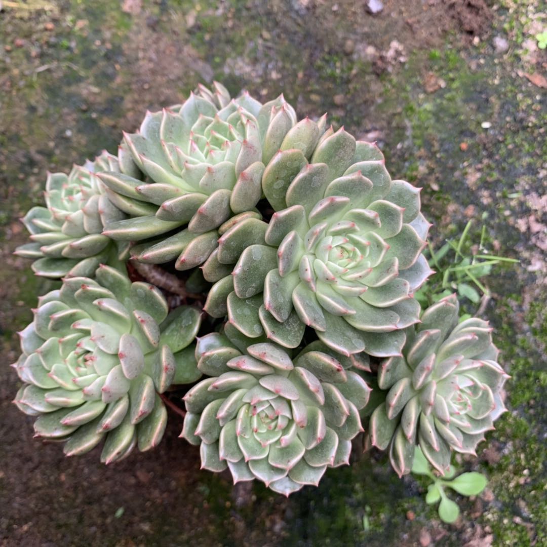 奥利维亚老桩多肉植物群生多肉花卉室内盆栽超大颗肉肉防辐射绿植