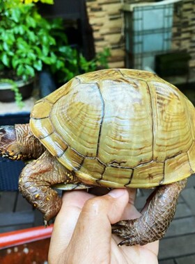 东部箱龟孵化原种东箱乌龟三趾安缘佛箱宠物受精孵化陆龟蛋满花