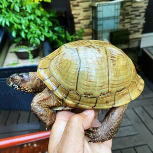 东部箱龟孵化原种东箱乌龟三趾安缘佛箱宠物受精孵化陆龟蛋满花