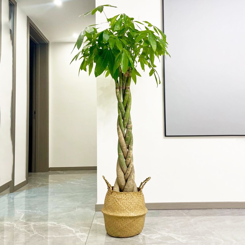 室内办公室绿植大型植物辫子发财树大棵盆栽客厅开业招财净化空气
