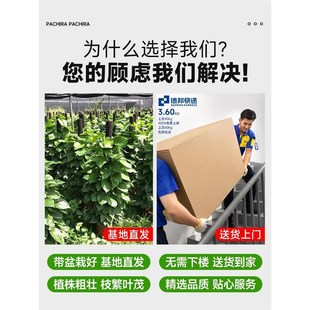 大叶绿萝柱盆栽客厅大型绿植办公室内除甲醛净化空气新房好养绿箩