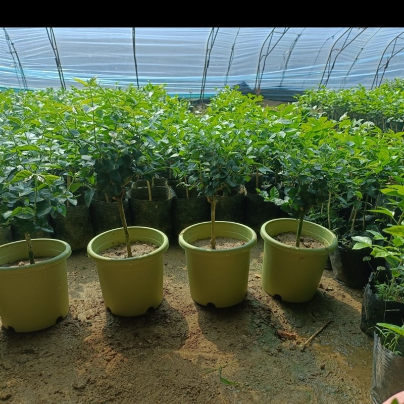 四季盆单瓣笔尖茉莉 木本香气四溢净化空气 原盆原土包邮