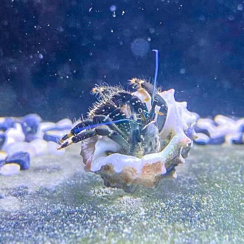 寄居蟹海水非淡水陆生观赏蟹海缸小宠耐活新手除藻清理残渣
