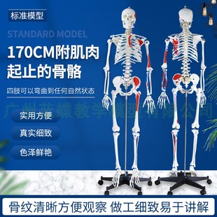 成人一比一人体骨j骼模型肌肉起止点170CM高自然大人体骨架模型