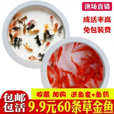 小金鱼苗观赏鱼冷水耐活r料养鱼淡水红好锦鲤活鱼饲白鱼草金鱼活