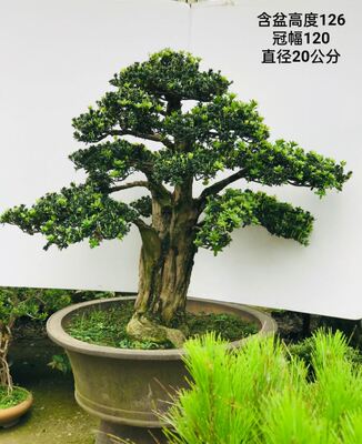 造型米叶罗汉松盆景 中大型雀舌罗D汉松盆栽 室内外绿植盆栽 实物