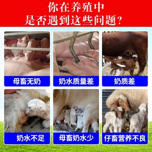 兽用奶多多母猪牛羊狗犬马驴兔产后增奶霸王奶水不足下饲料添加剂