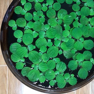 极速水培植物水芙蓉大叶浮萍水浮莲浮萍鱼缸净水造景浮性水草