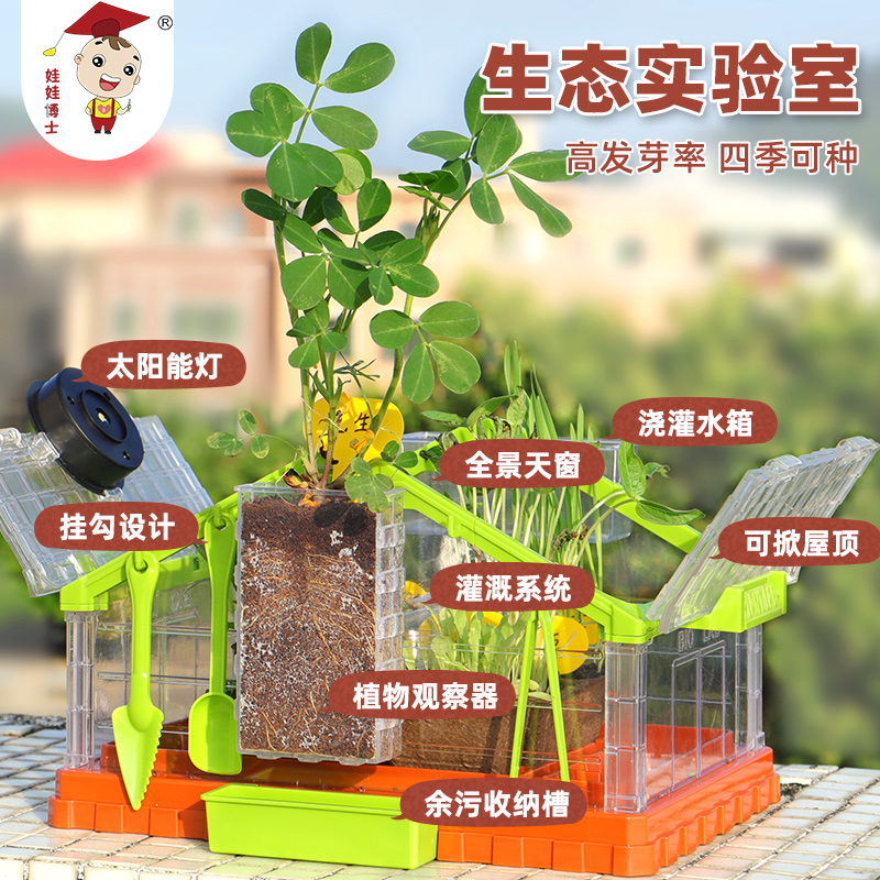 儿童种植小盆栽水果迷你绿植幼儿园宝F宝阳光房室内种蔬菜花园植