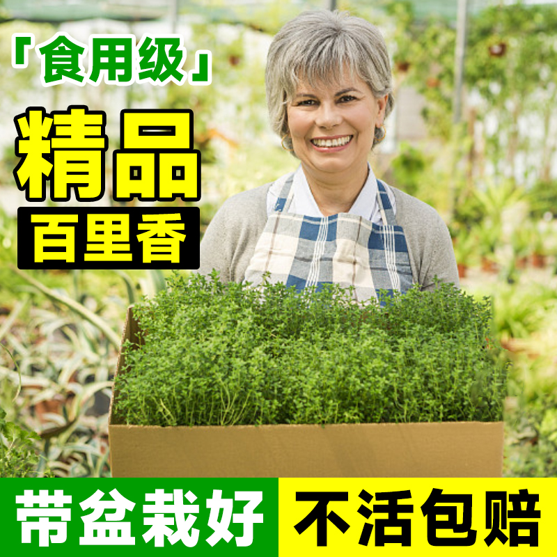 直销百里香盆栽新鲜香料可食用迷迭香牛排用薄荷驱蚊香草植物室内