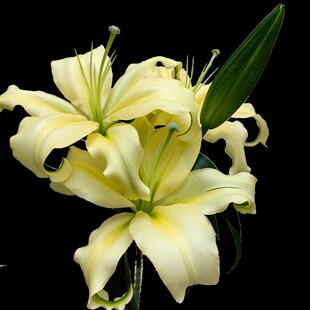 皇帝香水百合鲜花云南基地直发鲜切花室内水养新鲜插花母亲节花束