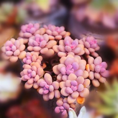 新疆包邮桃蛋多肉 超萌可爱 丸叶腰子桃蛋 老桩群生一物一拍 多肉