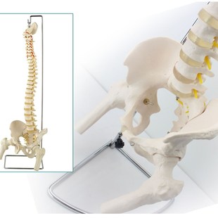 正骨整骨盲人按 速发ENOVO颐诺人体脊柱模型骨盆腿骨脊椎腰椎骨盆