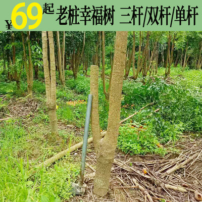 老桩幸福植幌伞枫绿树物盆栽地栽客厅办I公室书房净化空气阳台庭