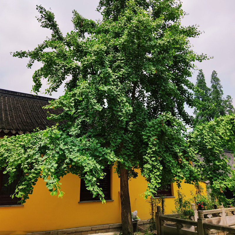 金叶银杏树活苗室外o树苗大树庭院风景树大型行道园林绿化工程苗