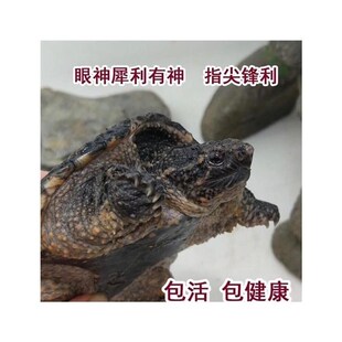苗鳄龟凶鱼猛鳄龟鳄龟爆刺杂佛纯佛宠鳄物龟观赏龟X北美小龟新款