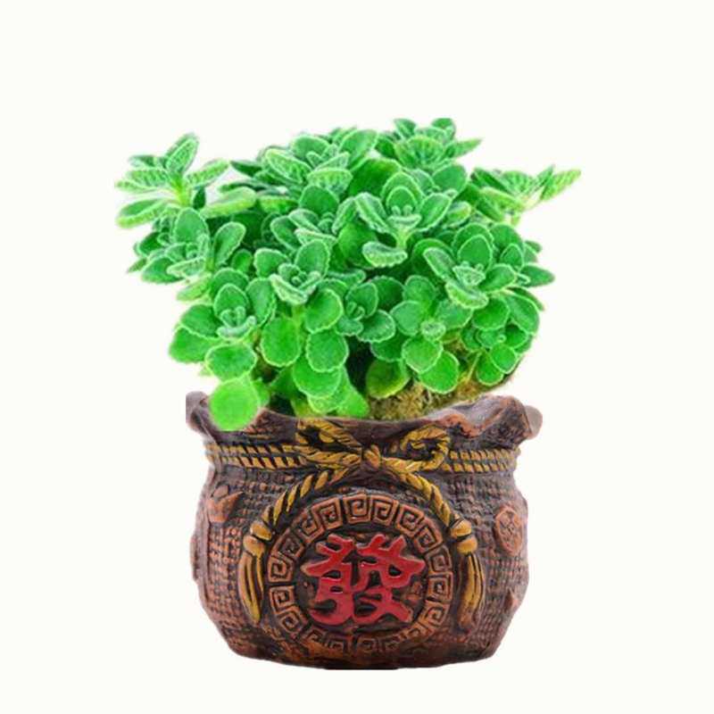 多肉植物碰碰香一抺香一碰会有香味出来 多头多肉植物净化空气