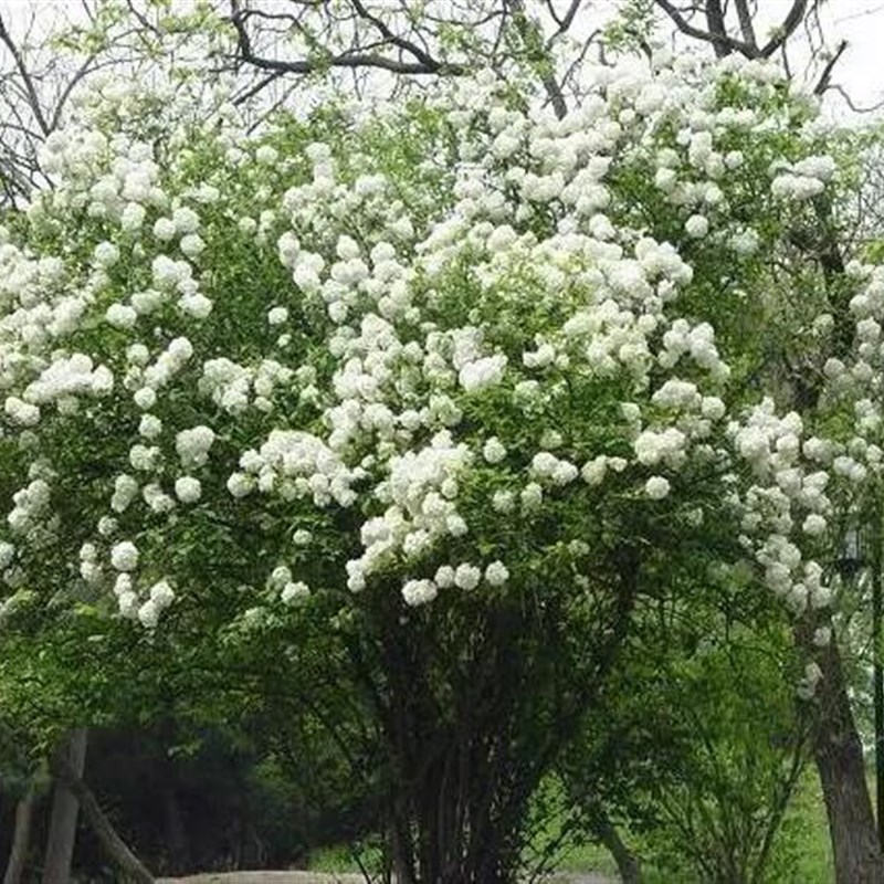 木球球麻球耐寒耐旱木本花卉灌木麻叶绣球庭院盆栽花卉