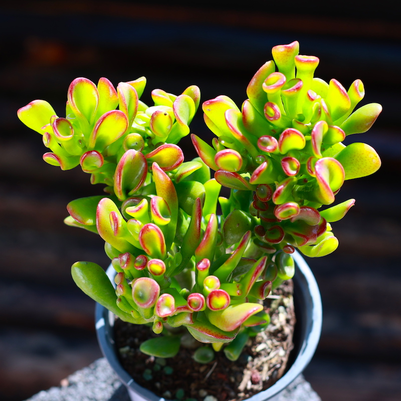 现货吸财树多肉植物群生老u桩筒叶新品多肉绿植花卉盆栽大颗好养