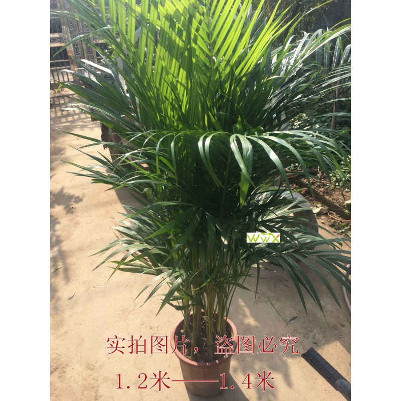 Large Green Plants Potted Hawaiian Bonsai Plants in Indo