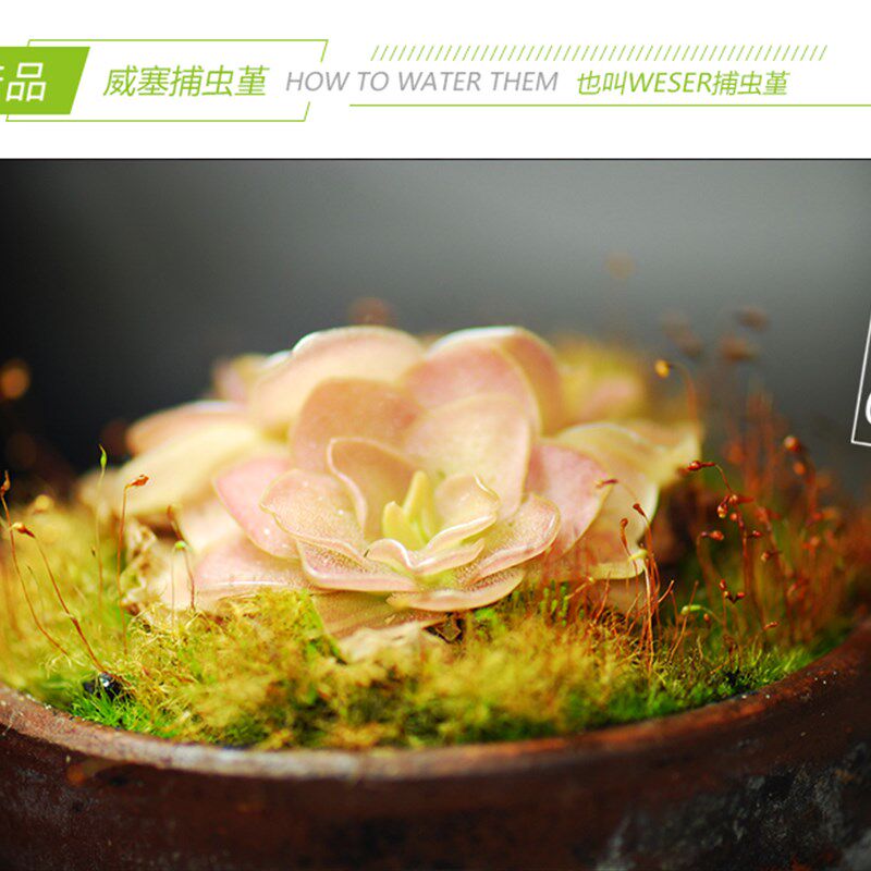 直销新品eser威塞捕虫堇】食虫植物食人o花驱蚊草喜阴多肉花卉